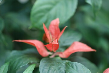 Poster - A detailed shot of a vibrant red flower surrounded by lush green leaves, perfect for use in designs about nature or beauty.