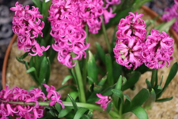 Poster - A close-up view of a potted plant featuring pink flowers, perfect for decorating or as a gift idea.