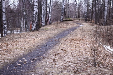Poster - A dirt road surrounded by trees and foliage.