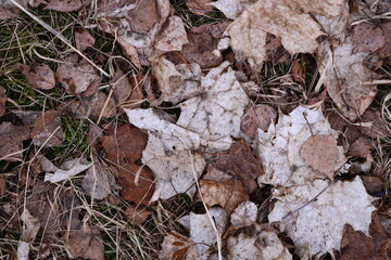 Poster - A close-up shot of dried and decaying leaves on the forest floor.