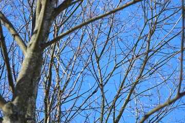Poster - A bird is perched on a tree branch, waiting for prey or enjoying the view.