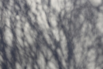 Poster - Light wall with shadows from tree branches.