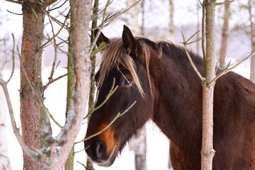 Poster - A brown horse standing next to a tree, suitable for landscape or animal-themed designs.