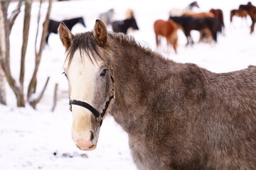 Poster - Close-up shot of a horse's head and neck covered in snow, with a winter landscape in the background.