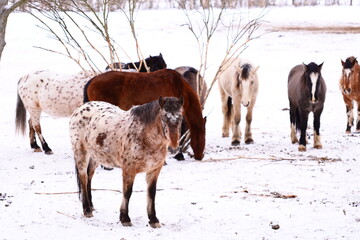Poster - A group of horses stand together in snowy weather.