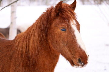 Poster - A close-up shot of a horse's face and neck in a snowy environment, with flakes falling around it.