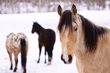 Poster - A group of horses standing on top of a snow-covered field, great for winter scenes or farm-related images.