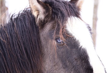 Poster - A close-up shot of a horse's face with trees in the background, perfect for nature or animal-related concepts.