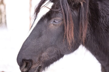 Poster - Close-up shot of a horse's head and neck covered in snow, with a calm expression.