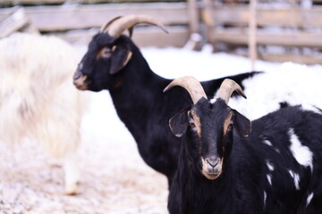 Poster - Two goats standing side by side in a field or meadow.