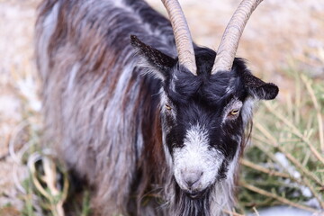 Poster - A detailed image of a goat's face and horns.
