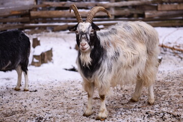 Poster - A goat stands next to its white counterpart in this natural scene.