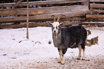 Poster - A goat stands by a wooden fence covered in snow.