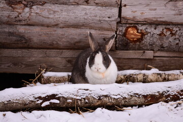 Poster - A rabbit sits beside a cozy log cabin on a snowy day.