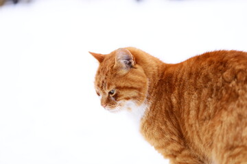 Poster - A bright orange cat standing alone in a snowy environment.