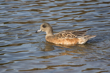 Aufkleber - a close up of a female  Eurasian Wigeon, Mareca Penelope, as she swims on the lake. It is also called European wigeon, there is space for copy in the water