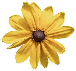 Wall Mural - fleur de rudbeckia