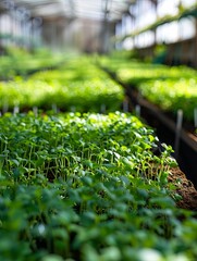 Poster - Rows of microgreens nurtured under efficient drip irrigation in a clean greenhouse environment Generative AI