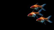 © TRAVEL MOSAIC - Beautiful goldfish with vivid colors swimming in perfect sync.