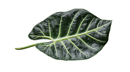 Fototapete - Kris plant leaf showing prominent veins on transparent background