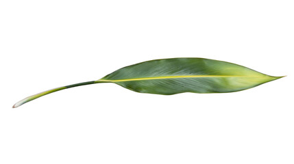 Poster - Single green tropical leaf with transparent background, showing its veins and stem