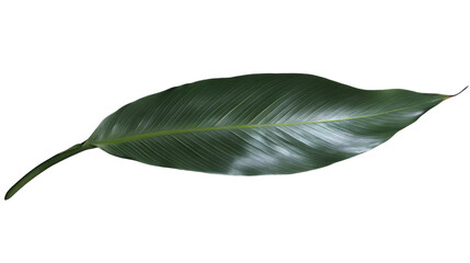 Fototapete - Single green tropical leaf with transparent background, showing its veins