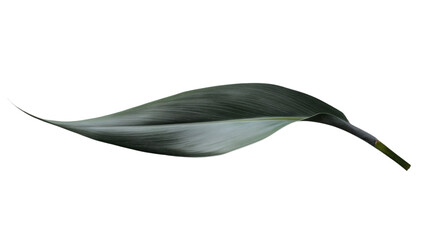 Poster - Single green leaf isolated on transparent background with clipping path