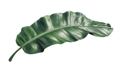 Fototapete - Single tropical green leaf showing veins on transparent background