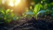 © TranNgoc - A tiny sprout breaking through the soil, its vibrant green leaves stretching towards the sky, warm sunlight enhancing its natural beauty, extreme close-up shot, soft mist in the background,