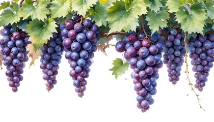 Poster - Dark bunch of grapes on white background 