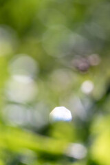 Wall Mural - a blurry image of a leafy green forest with a white object in the center