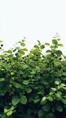 Poster - A bush of ripe blackberries surrounded by lush green leaves, perfect for a summer still life or foodie scene