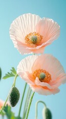 Aufkleber - Two stunning poppies with soft peach petals bloom vibrantly against a calming blue backdrop. Their delicate beauty highlights the tranquility of the garden on a warm afternoon