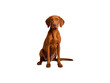 © VENANCIO - Attentive vizsla sitting and looking at camera isolated on transparent background