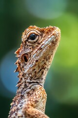 Poster - A clear view of a lizard's face with blurred surroundings