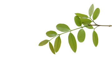branch leaves or green leaf isolated. tree leaf frame