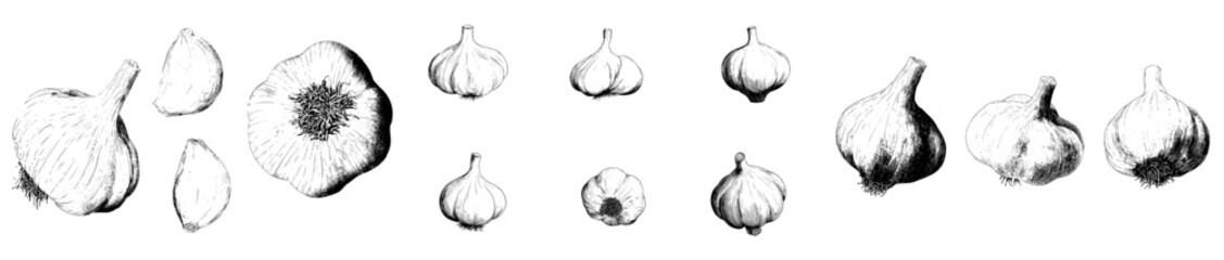 Poster - Garlic is depicted in a sketch, a spice and vegetable food, as a natural herb in a retro ink drawing, as part of a set of garlic sketches in modern illustration