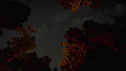Wall Mural - astrophotography - timelapse of night sky with stars from the forest.