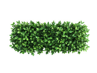 A vector illustration of a rectangular hedge viewed from above, isolated on a transparent background, ideal for landscaping, gardening, and nature-related designs.