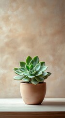 Poster - A vibrant green succulent sits gracefully in a minimalist terracotta pot