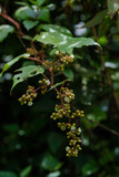 Inflorescence of Rubus