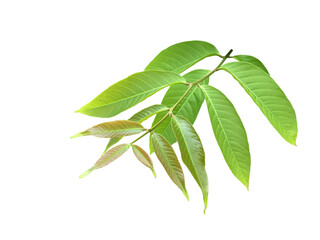 Wall Mural - isolated green leaves of queen crepe myrtle on white background with clipping paths.