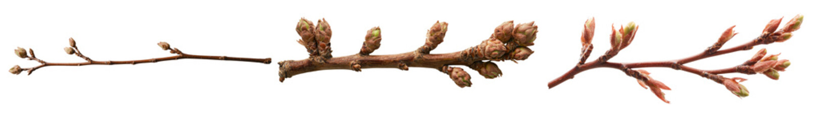 Poster - An apple branch with three leaves that are just starting to deteriorate is displayed in isolation on a white background