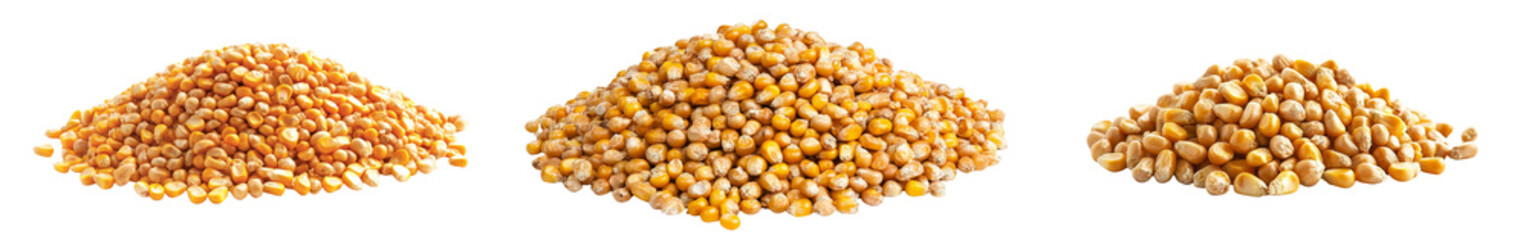 Aufkleber - On a white background, isolated yellow grain corn is suited for popcorn