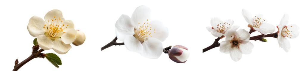 Fototapete - A white background isolates a branch adorned with blooming pink cherry flowers