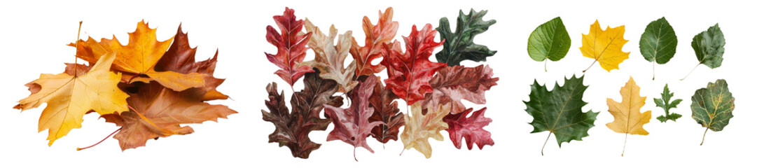 Poster - A frame of autumn leaves in various colors is positioned against a clean white isolation