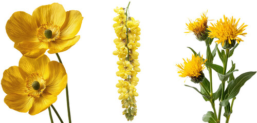 Aufkleber - Blooming fresh yellow field flowers are shown isolated on a white background, including a clipping path
