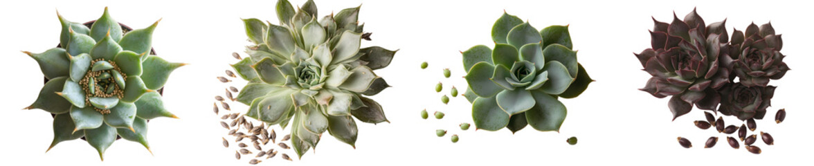 Poster - From a top view, chia seeds are isolated and shown in macro on a white background