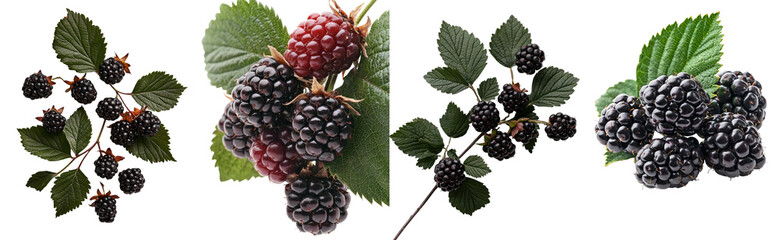 Poster - A clipping path is included with the image of a wild blackberry twig, complete with fruits and leaves, on a white background