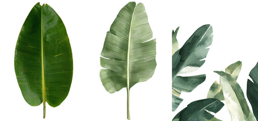 Poster - Palm tree and tropical forest leaves are depicted in a watercolor illustration on a solitary white background